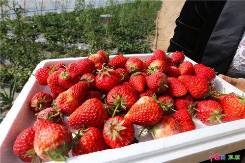 草莓国产在线,品味本土鲜甜，共筑绿色食尚